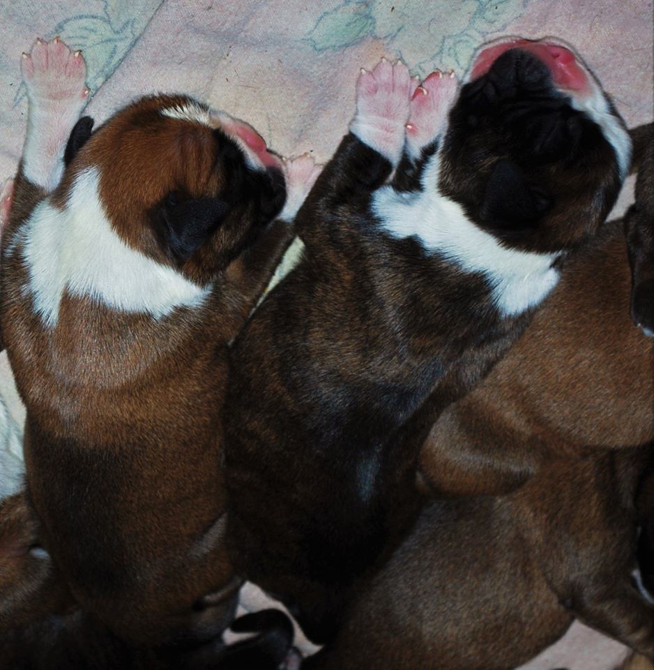 Boxer Klub E V Landesgruppe Hessen Welpen